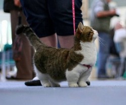 hipster-trichster:  facetofacewiththesky:  Munchkins  they’re like the dachshunds of the cat world 