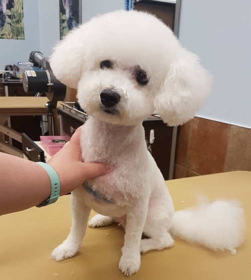 Always love a fluffy white dog. #dog #doggrooming #grooming #bichon (at PetSmart) https://www.instag