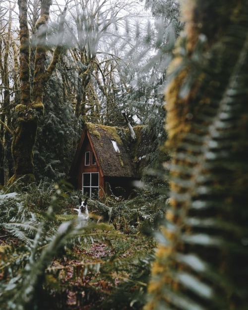 wild-cabins:charlotte little wolf