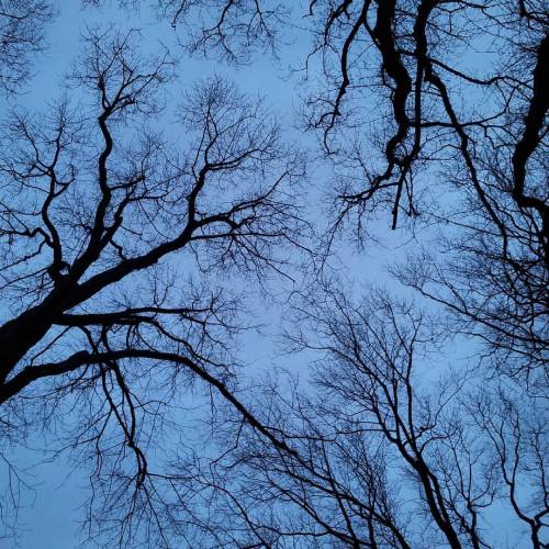 My Favourite #winter Motive - #tree Tops #Fredenbaumpark #Dortmund 17.1.16 #latergram (hier: Fredenbaumpark)