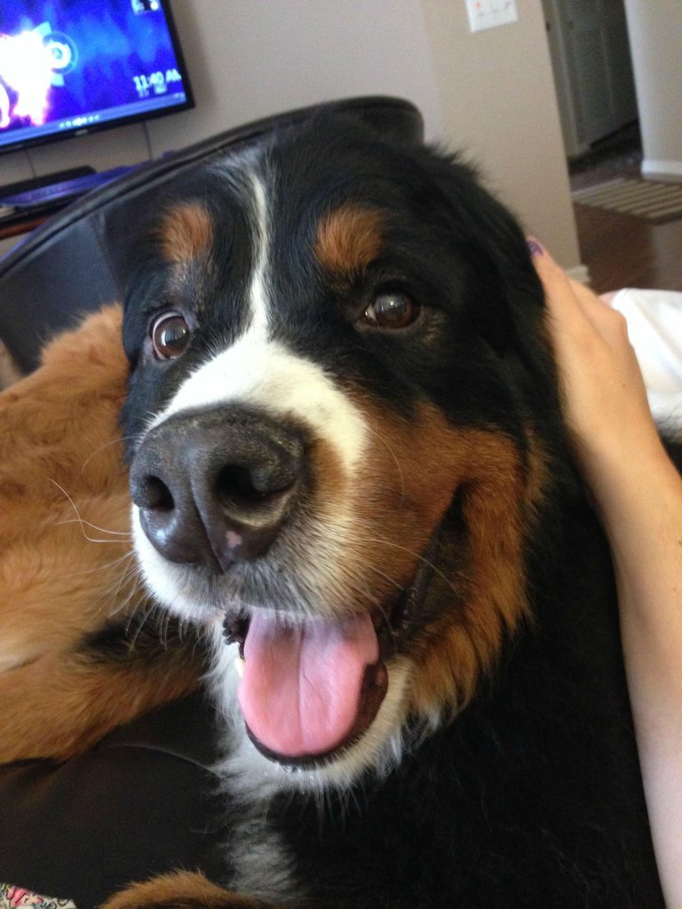 cute-overload:  Officially a Berner lover for life. This is the precious face I get