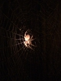 adorablespiders: i spotted this lovely friends web first due to all the water drops on it catching my flashlight, and when i got closer to get a picture she (im guessing by the size that it’s a female :0 ) was wiping water droplets off herself she’s