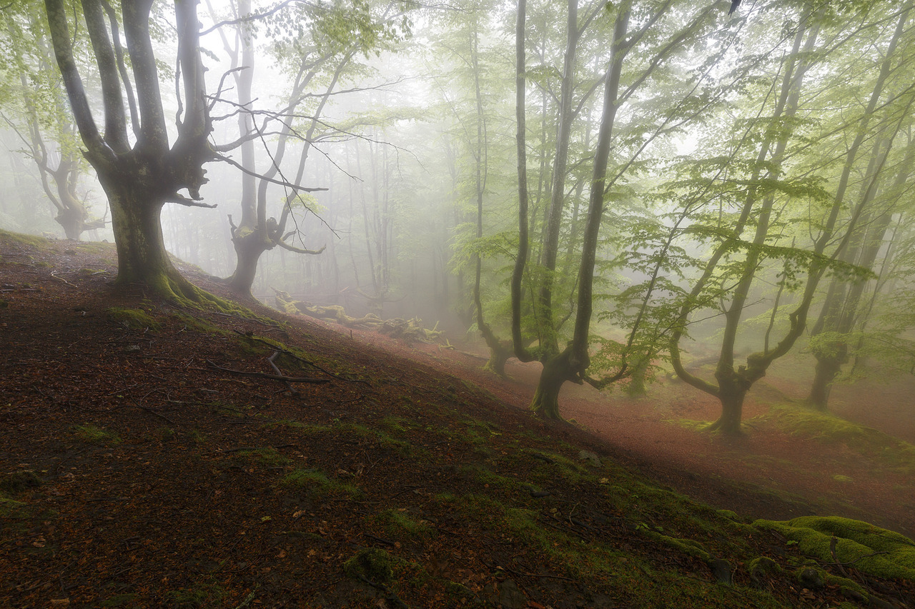 90377:   The roots of the ancienth by Rafael Diez Corcuera  
