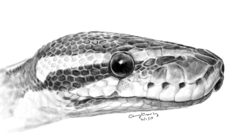 silvercrossfox:For day 32 of 2019, I made a sketch/drawing of a ball python for Serpent Day!