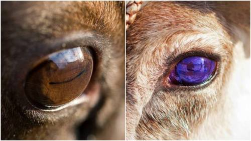 Reindeer are the only mammals whose eyes are known to change colour, going from gold in the summer, 