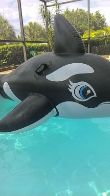 Pool day deux. Already 92 degrees at 12:29. We had a surprise visitor yesterday. I rode Shamu. He’s surprisingly wiley and unruly. So naturally I have a date with him again today…*grins* Enjoy your Sunday majestic people!!!