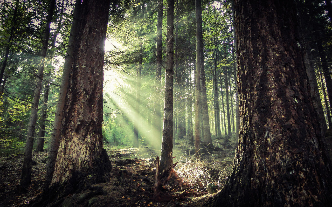 eartheld:  mostly nature