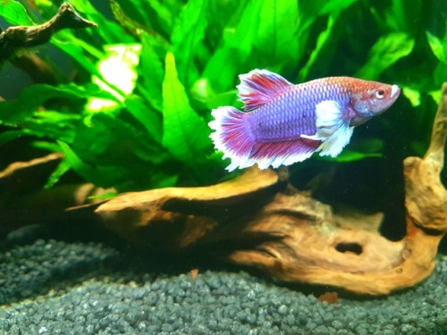 Cant believe i actually found a purple betta 