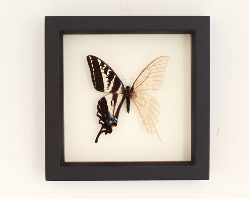 Real Skeleton Butterfly Cabinet of Curiosity $58.00