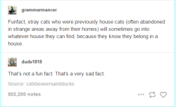 advice-animal:Fun Fact. I dont see why its sad.  Its an example of adaptation and cunning.  They know if they’re in a house its likely they have a safe place, food, water and pets.  *shrug*