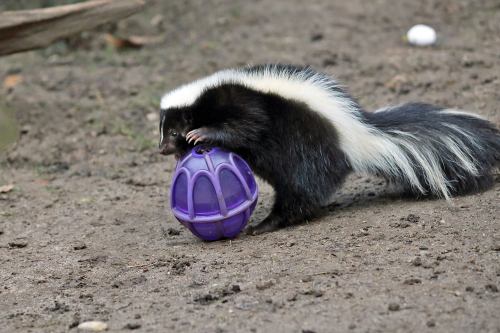 There&rsquo;s Something Very Unique About This Skunk Kit!The union of two young Skunks last November