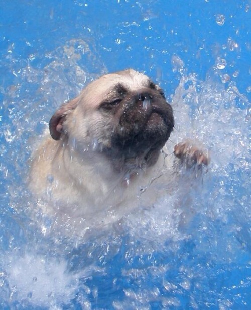Pugs such graceful creatures, exactly the way my little girl looks when swimming haha.
