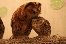 cute-overload:  Friend sent me this from an Owl Cafe in Japanhttp://cute-overload.tumblr.com source: http://imgur.com/r/aww/9RiG8vK