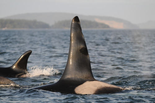 nospockdasgay:orca spam . Killer whales belong in the wild. Reblog to show your support or click her