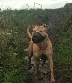 Dirty mare!! #winterwalks #ItsRayningPits #pitbullmum #buckskin #pibbles #bslsucks #endbsl #pitbullmom #pitbulladvocate #rednose #apbt #pitsofig by leah__hanna