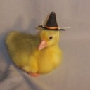 ducklikewitch avatar