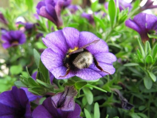 catsbeaversandducks:  Some bumble bee butts. Via Imgur 