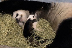 giantpandaphotos:  Lun Lun with one of her