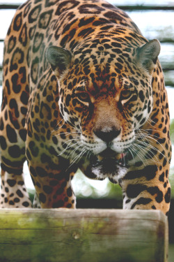 frncsc187:  Jaguar | Source 