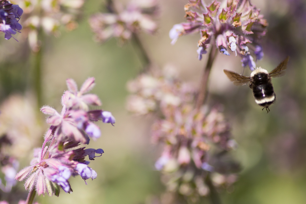lobo-de-luna:  bee therapy 