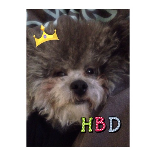 #InstaSize happy birthday my baby #baby #gucci Gucci仔 #son #babe #baby #bb #toypoodle #greycolor #to