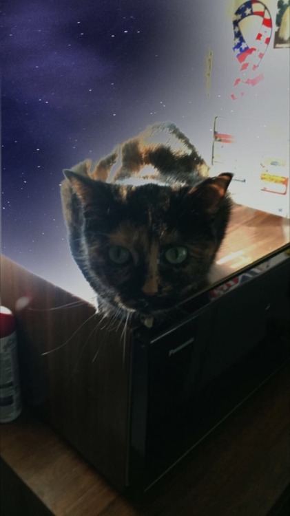 jockprivilege: criminarchy: Plz look at this cat I’m petsitting. Angel. please give her kisses