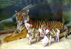 knowledgeablevegan:  There were stories about these pictures that this was a mother tiger who lost her cubs, and the zoo gave her piglets as a replacement.This is untrue.This tiger is held captive at Sriracha Tiger Zoo in Thailand. Her cubs were forcibly