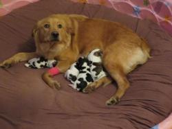 awwww-cute:  Not quite what we were expecting - Our foster dog and Golden Mix gave birth yesterday. To baby cows. :) She is one proud Mama. (Source: http://ift.tt/2yorRUE)