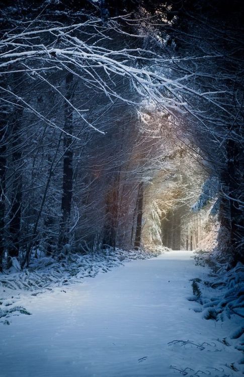 luvtoplaydirty: opticcvlture: Snow Path, Washington