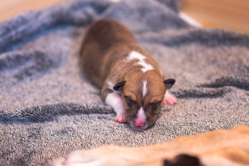 Have some puppy photos!I was happy to be present when they were born (they aren’t my own breedings b