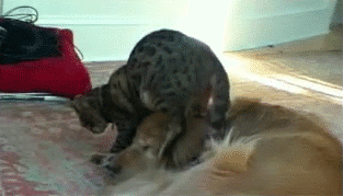 Porn Pics tastefullyoffensive:  Cats Attacking Dogs