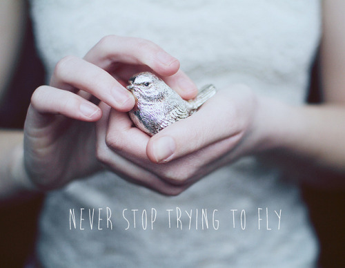 Never stop trying to fly by Angélica Vis 