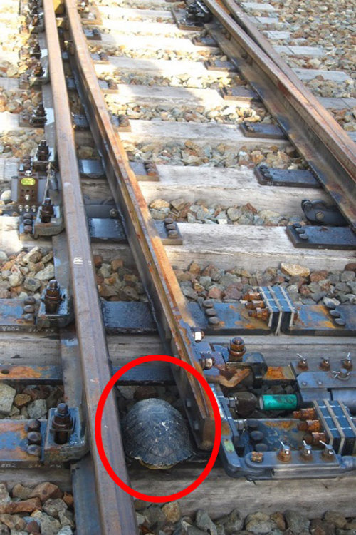 sixpenceee: Japan Railways Build Turtle TunnelsJapanese railroad companies recently installed a wond