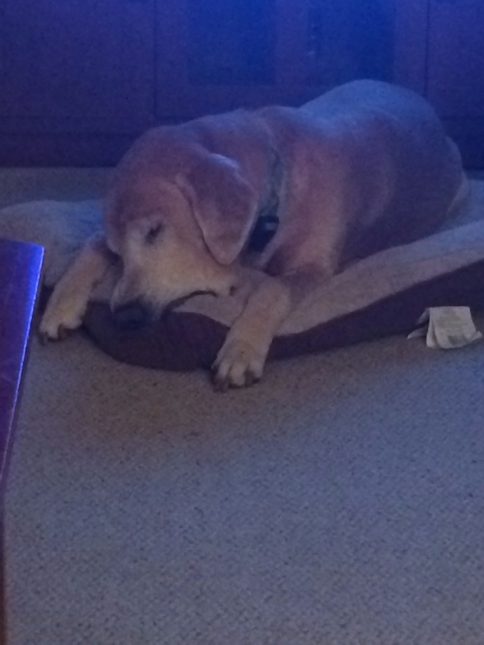 imreallycoolandfriendly:  he fell asleep with his bed in his mouth