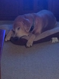 imreallycoolandfriendly:  he fell asleep with his bed in his mouth