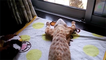 sizvideos:  This Kitten Has A Hilarious Way Of Relaxing! - VideoFollow our Tumblr