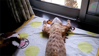 sizvideos:  This Kitten Has A Hilarious Way Of Relaxing! - VideoFollow our Tumblr 