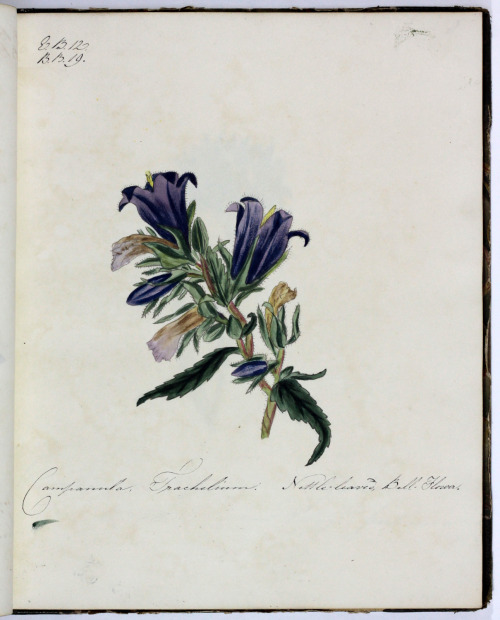 michaelmoonsbookshop:A bound volume of original botanic illustrations including flowers plants and funghi83 pencil sketc