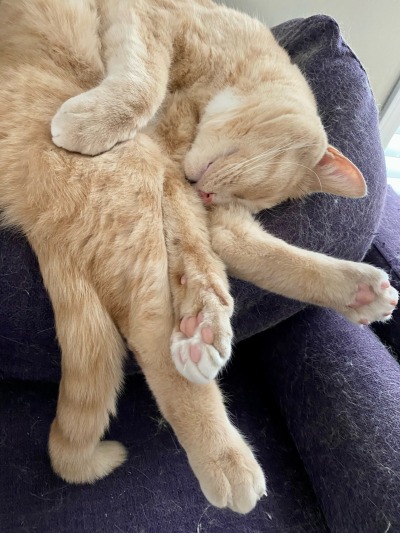karynlibrarian:He’s just a pile of limbs
