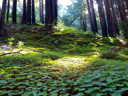 90377: Carpet of Redwood Sorrel by KATSUAKI