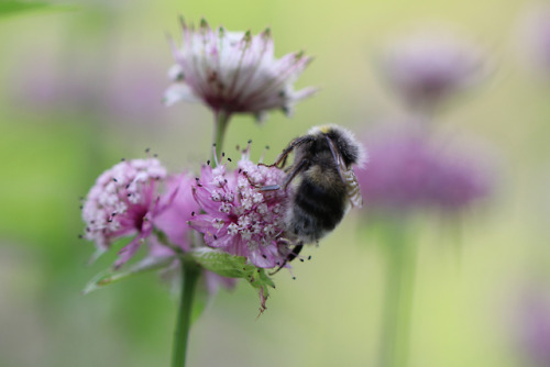 Great masterwort/stjärnflocka and bumblebee/humla.