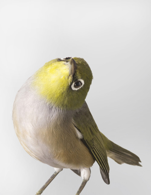 deathcomes4u:  jedavu:  Portraits of Birds Ruffling with Personality by Leila Jeffreys  Pretty sure those are all Australian too. The bottom one isn’t dead. It’s a Juvenile Magpie. Bt man if you want personality, watch a flock of Long billed corrella