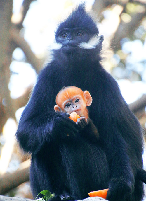 jadedownthedrain:Baby Francois Langur monkey and her mother, at Sydney’s Taronga Zoo.