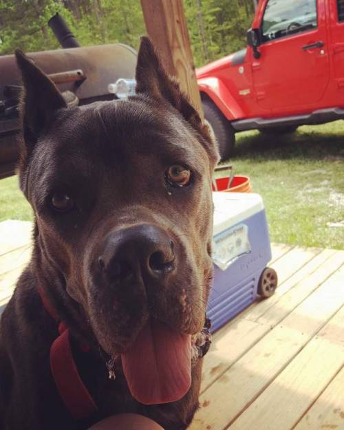 2hot4facebook: Kane ready to ride in the jeep
