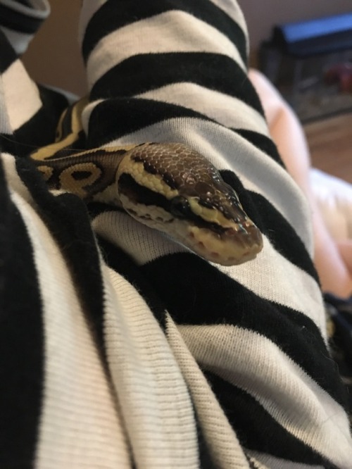 mymythicalmenagerie: Nagini out hanging with friends!