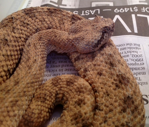galactic-voyage:  Colorado desert sidewinder