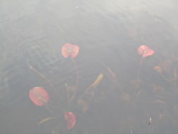  The Wates lilies starting to grow under the water. 