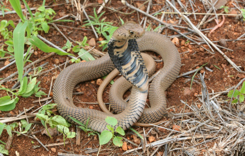 exotic-venom: exotic-venom:(Naja mossambica) Mozambique spitting cobra  This snake is nervous and 