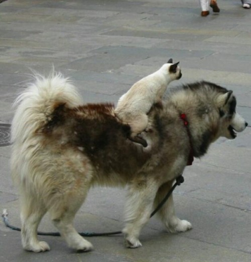 angrychocolatefiend:  betweenelsewherenevermore:  burdenofeclecticism:  this is the single best post on tumblr  I want all the animals  is the Siamese riding the husky sidesaddle? 
