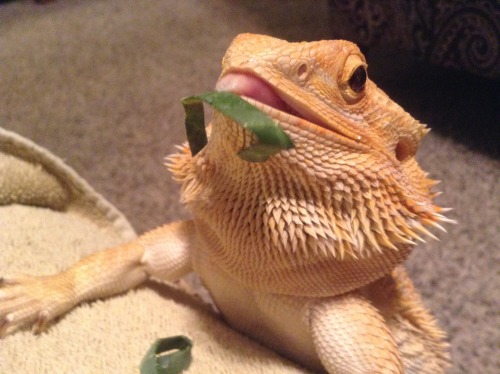 yeahponcho:  the greeb